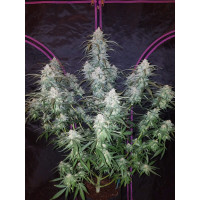 Pineapple Express Auto - Fast Buds, 25