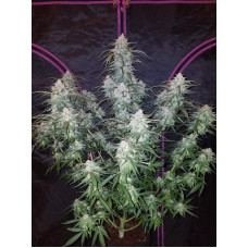 Pineapple Express Auto - Fast Buds, 50