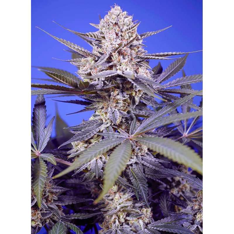 Pineapple Slush XL Auto - Sweet Seeds, 5+2