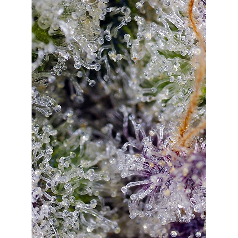 Pineapple Slush XL Auto - Sweet Seeds, 5+2