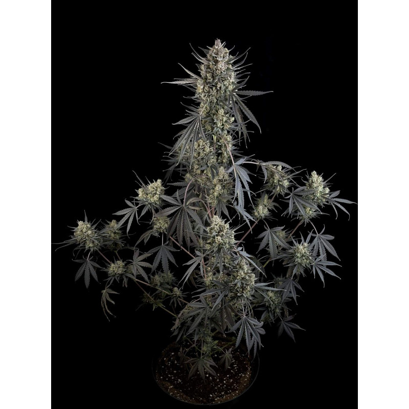 Pound Cake Auto - Fast Buds, 5