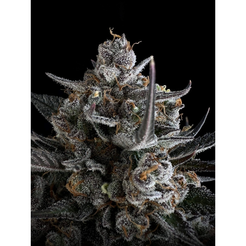 Pound Cake Auto - Fast Buds, 5