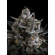 Pound Cake Auto - Fast Buds, 5