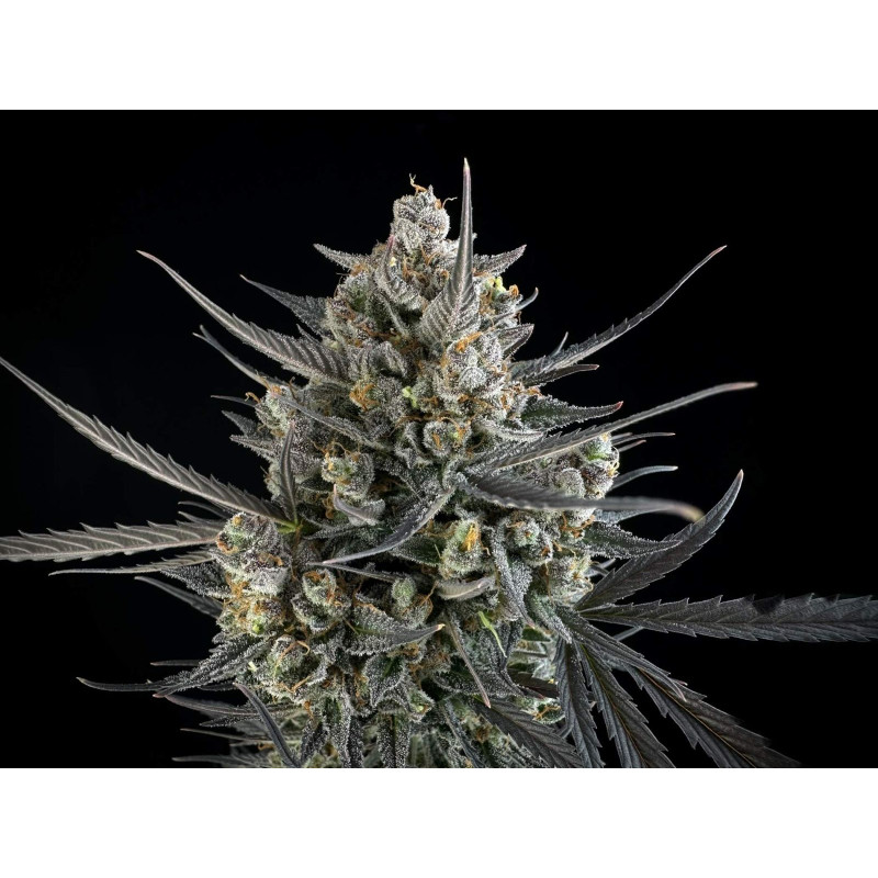 Pound Cake Auto - Fast Buds, 5