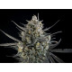 Pound Cake Auto - Fast Buds, 5