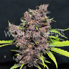 Purple Afghan Kush Ryder - WoS, 3