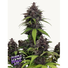 Purple Haze Auto - Fast Buds, 3