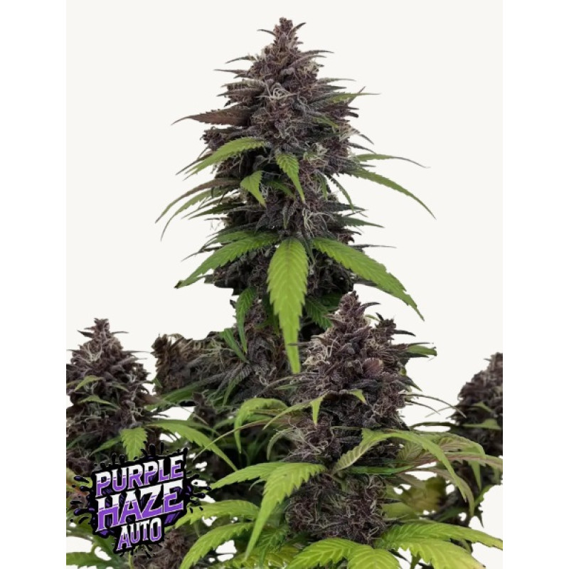 Purple Haze Auto - Fast Buds, 10
