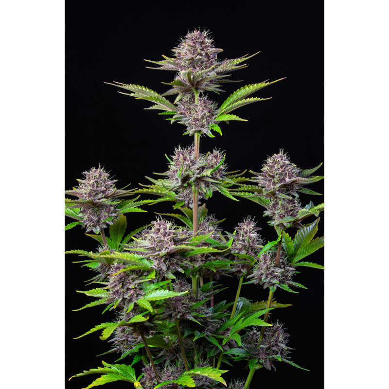 Purple Punch Auto - Fast Buds, 10