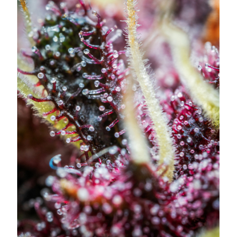 Purple Punch Auto - Fast Buds, 10