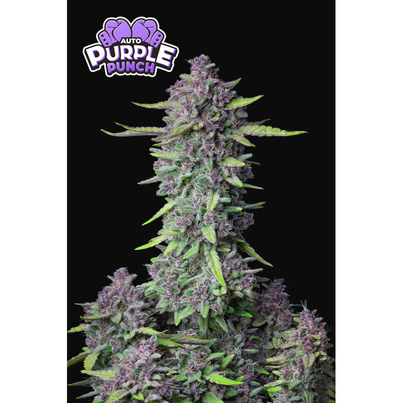 Purple Punch Auto - Fast Buds, 10