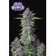Purple Punch Auto - Fast Buds, 10