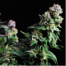 Purple Urkle - Pyramid, 5+2