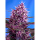 Red Poison Auto - Sweet Seeds, 3+1