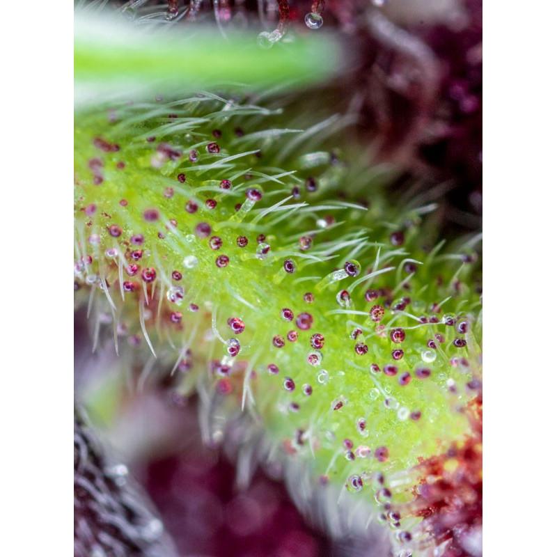 Red Pure Auto CBD - Sweet Seeds, 3+1