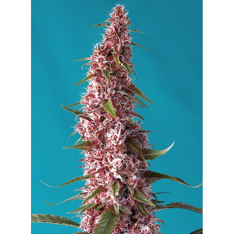Red Pure Auto CBD - Sweet Seeds, 3+1