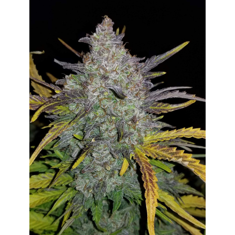 Rhino Ryder Auto - Fast Buds, 3