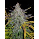 Rhino Ryder Auto - Fast Buds, 3