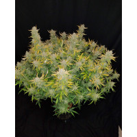 Rhino Ryder Auto - Fast Buds, 3