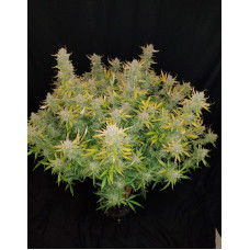 Rhino Ryder Auto - Fast Buds, 3