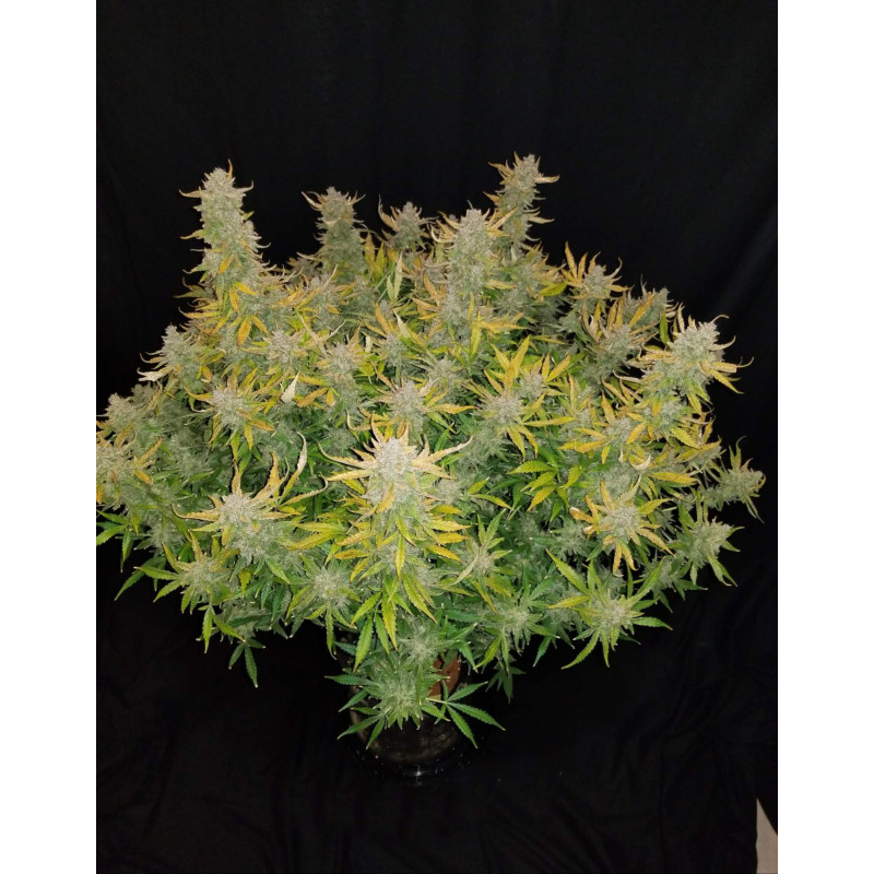 Rhino Ryder Auto - Fast Buds, 3