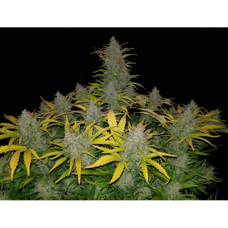 Rhino Ryder Auto - Fast Buds, 3