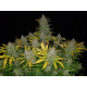 Rhino Ryder Auto - Fast Buds, 3