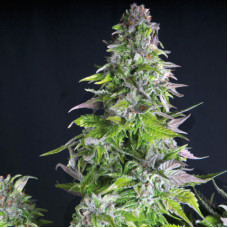 Romulan - Pyramid, 5+2