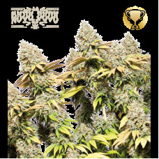 Rucu Cucu OG Auto - Seed Stockers, 5