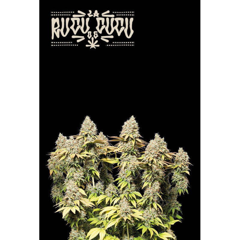 Rucu Cucu OG Auto - Seed Stockers, 25