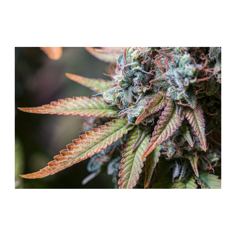 Rucu Cucu OG Fem - Seed Stockers, 5