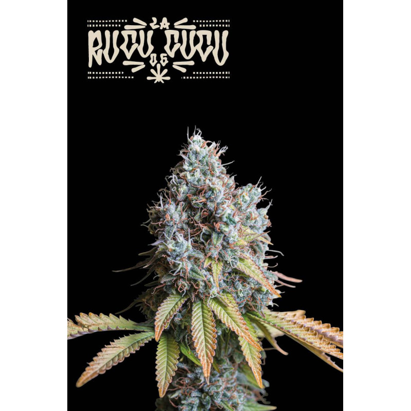 Rucu Cucu OG Fem - Seed Stockers, 5