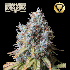 Rucu Cucu OG Fem - Seed Stockers, 5