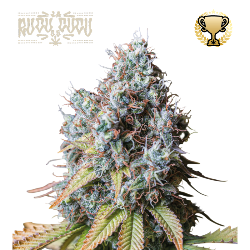 Rucu Cucu OG Fem - Seed Stockers, 5