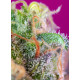 S.A.D. Sweet Afgani Delicious F1 Fast Version - Sweet Seeds, 5+2