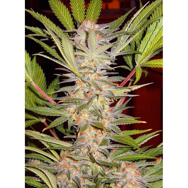 S.A.D. Sweet Afgani Delicious F1 Fast Version - Sweet Seeds, 5+2