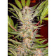 S.A.D. Sweet Afgani Delicious S1 - Sweet Seeds, 5+2