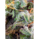 S.A.D. Sweet Afgani Delicious S1 - Sweet Seeds, 5+2