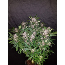 С4 Auto - Fast Buds, 3