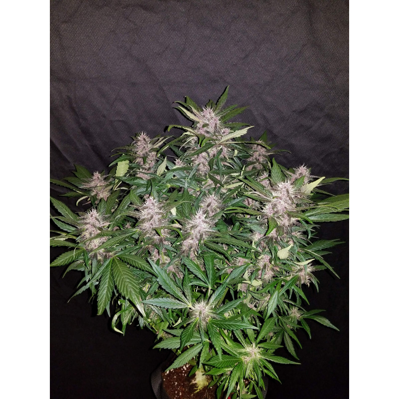 С4 Auto - Fast Buds, 3