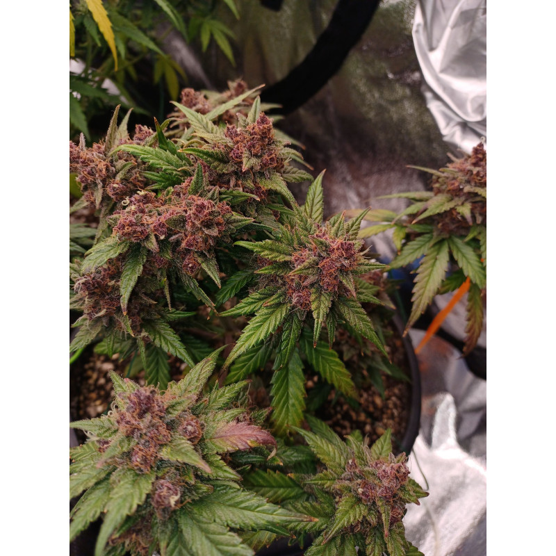 С4 Auto - Fast Buds, 3