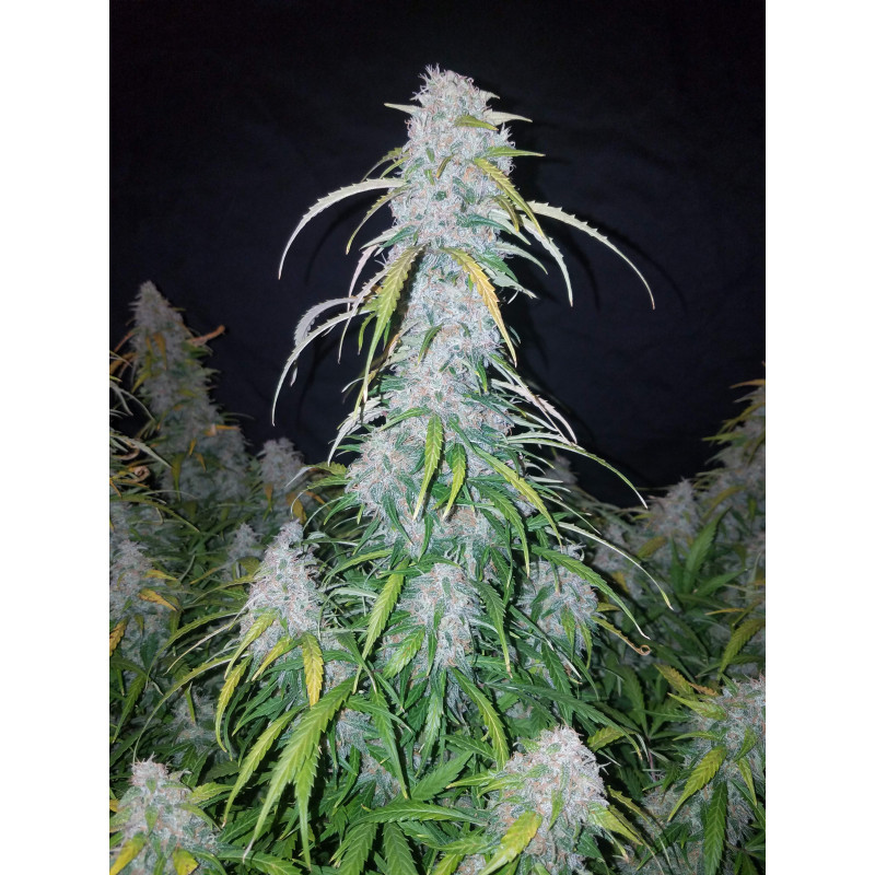 Six Shooter Auto - Fast Buds, 5