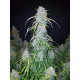Six Shooter Auto - Fast Buds, 5