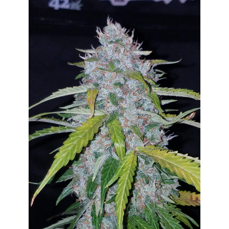 Six Shooter Auto - Fast Buds, 5