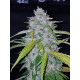 Six Shooter Auto - Fast Buds, 5
