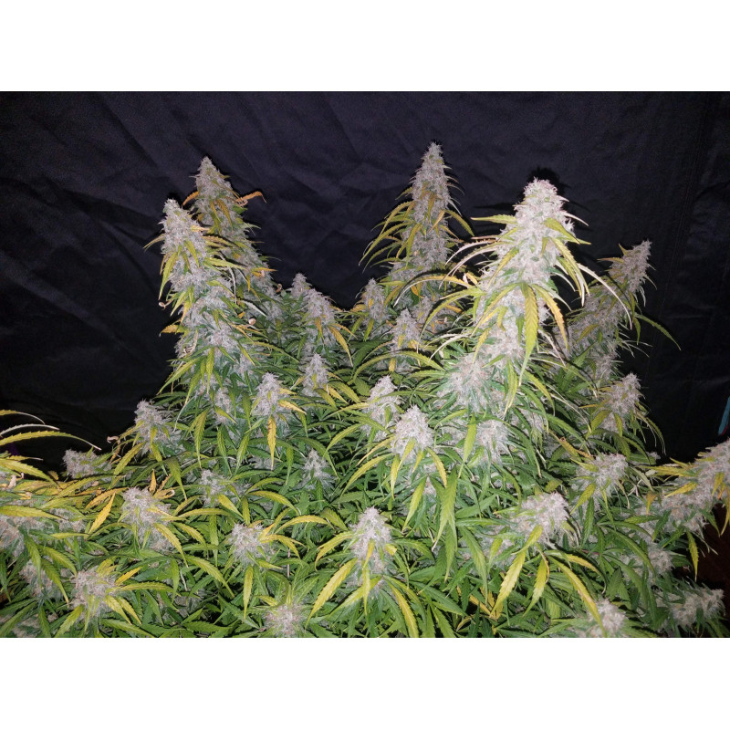 Six Shooter Auto - Fast Buds, 5