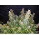 Six Shooter Auto - Fast Buds, 5