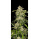 Sour Jealousy Auto - Fast Buds, 3