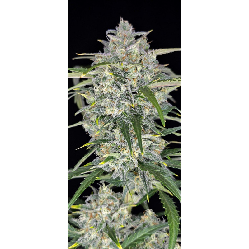 Sour Jealousy Auto - Fast Buds, 3