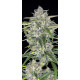Sour Jealousy Auto - Fast Buds, 3